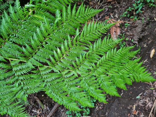 helecho verde hoja vegetación