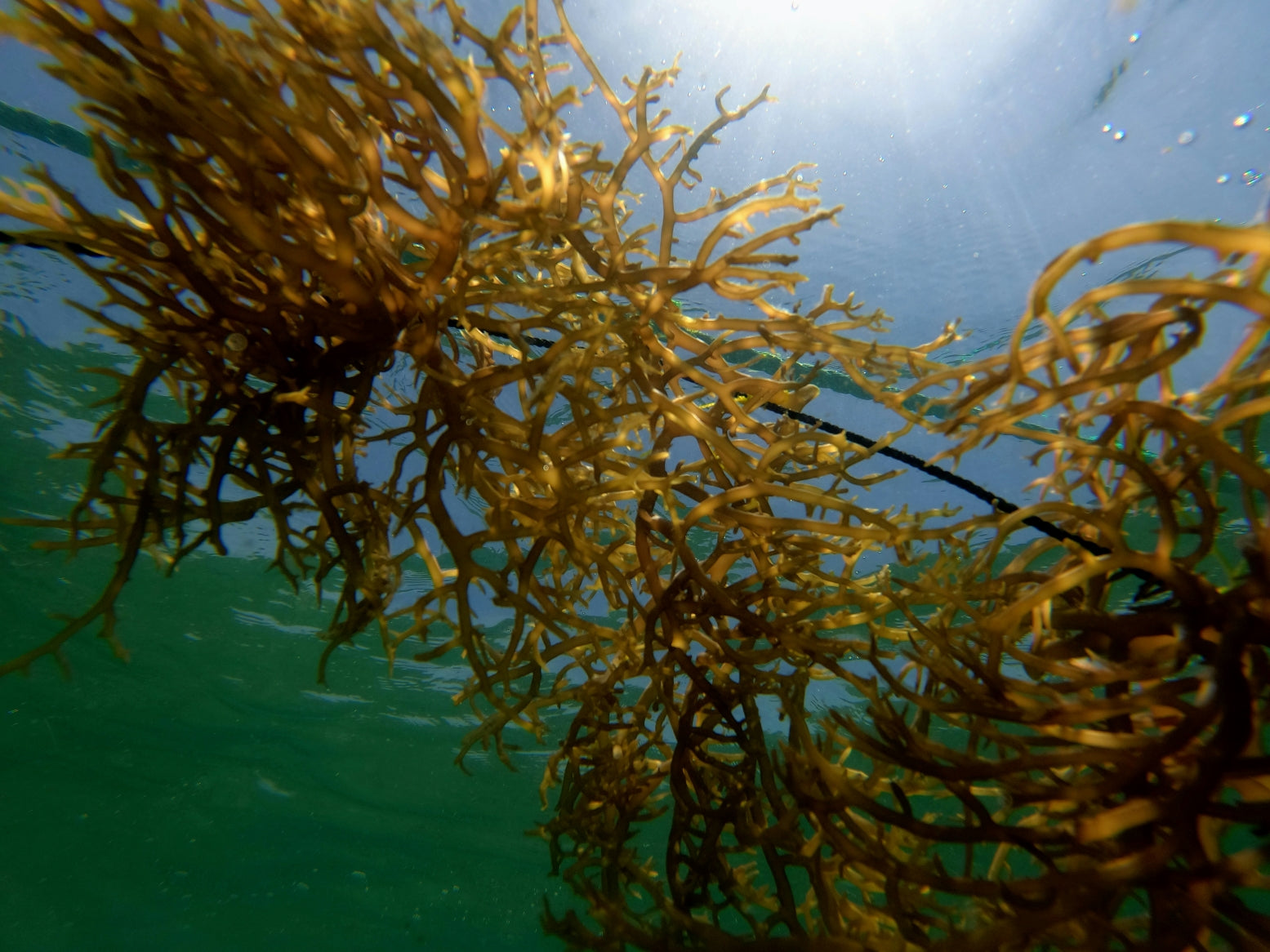 Bosques submarinos y captura de carbono. Foto de Stefan Sebök en Unsplash