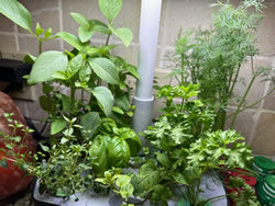 Aerogarden Herbs