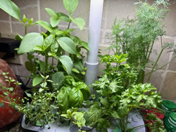 Aerogarden Herbs