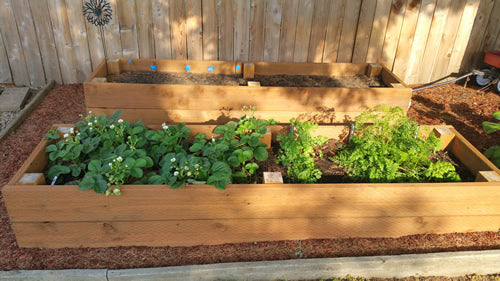 Strawberry Garden (Fruits 'N Such Seeds)