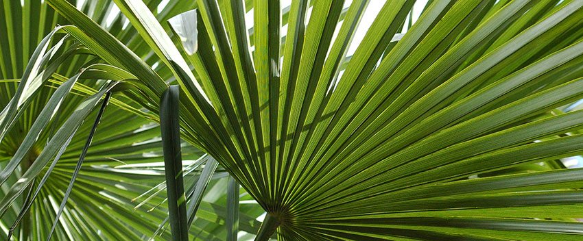 Burned Palm Leaves Ashes