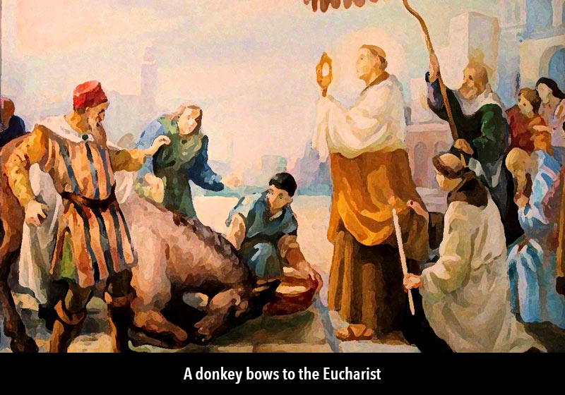 miracle donkey bow