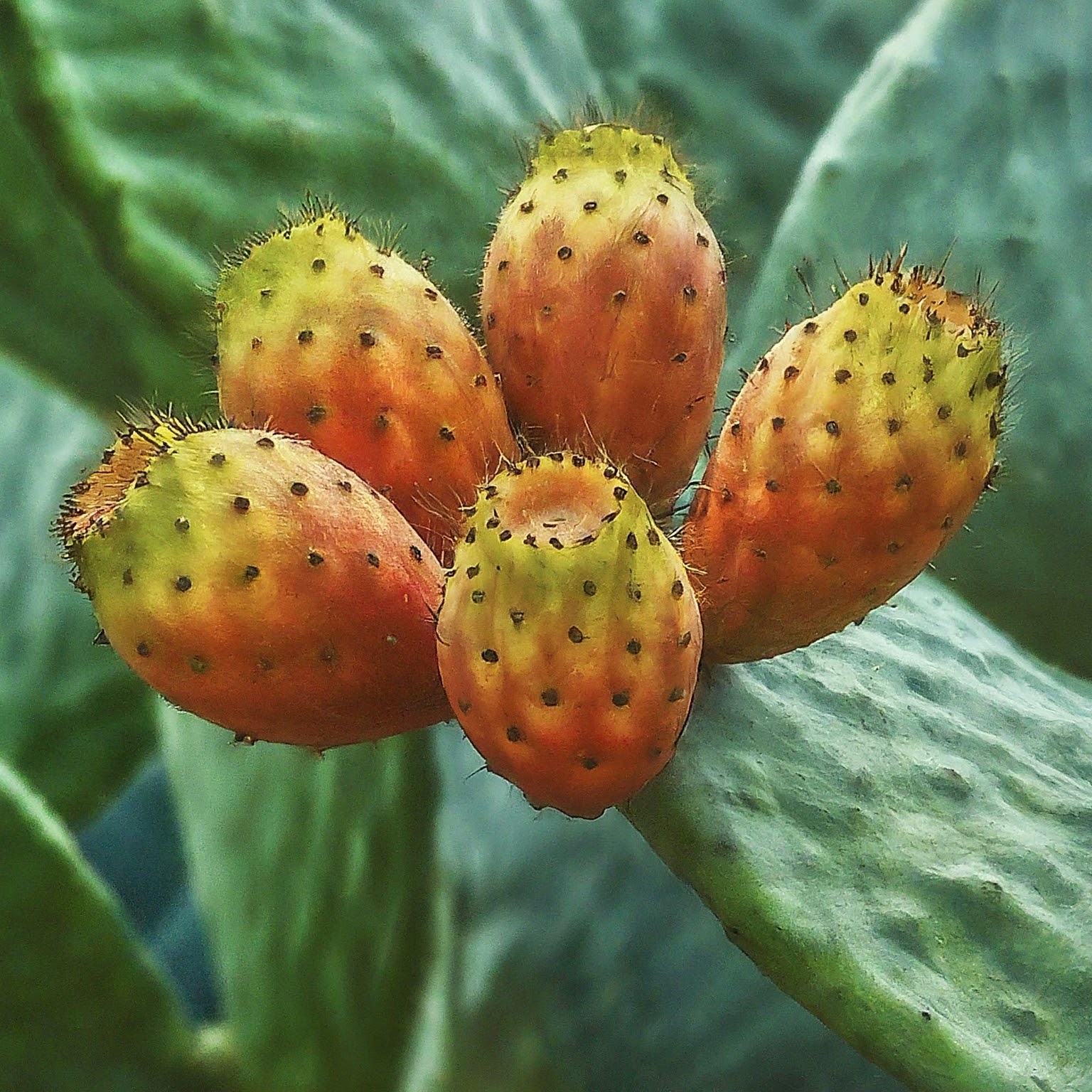 Prickly Pear