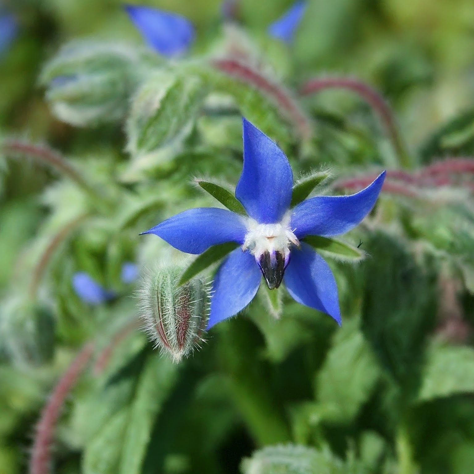 Borage Oil origin