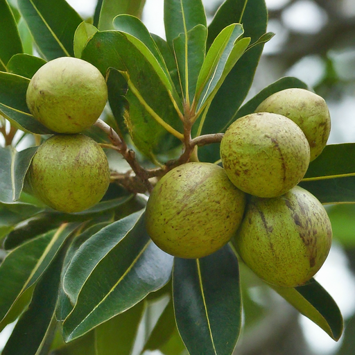 tamanu plant