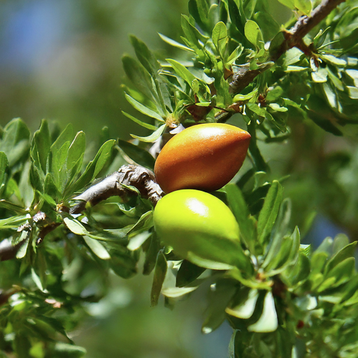 Argan Seed Pods