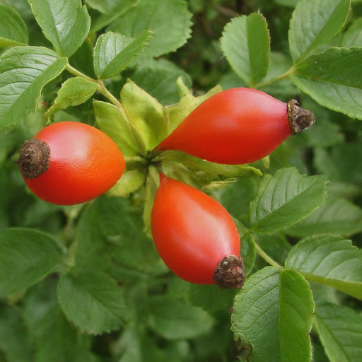 rosehips