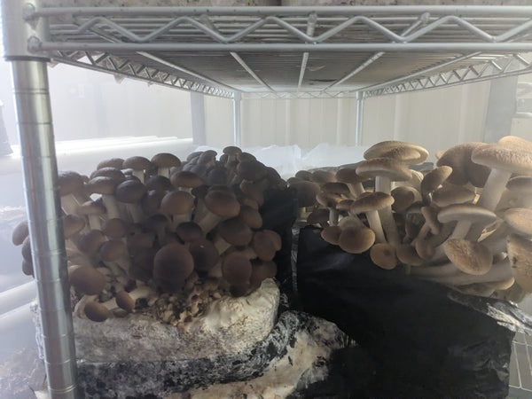 Ferg's Fabulous Fungi grow room