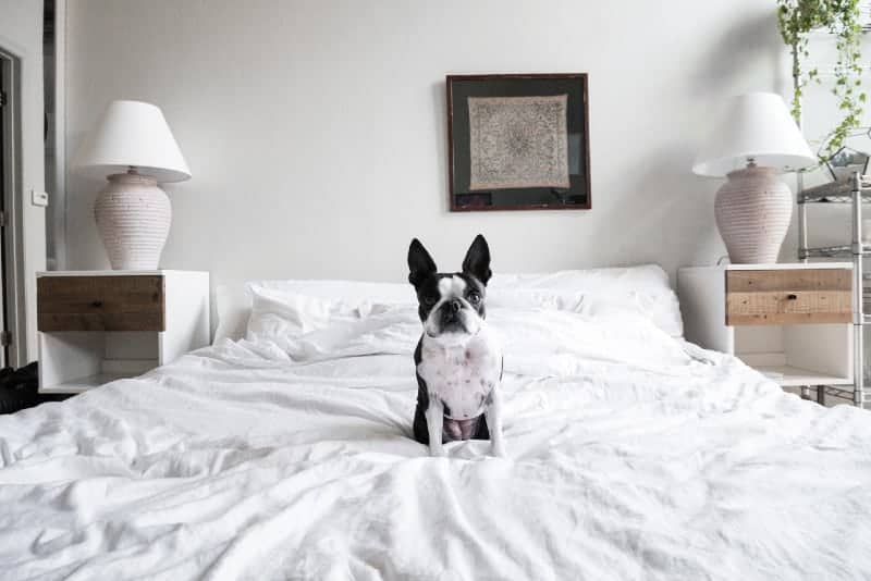 Dog sitting on special mattress for adjustable bed Dog sitting on special mattress for adjustable bed