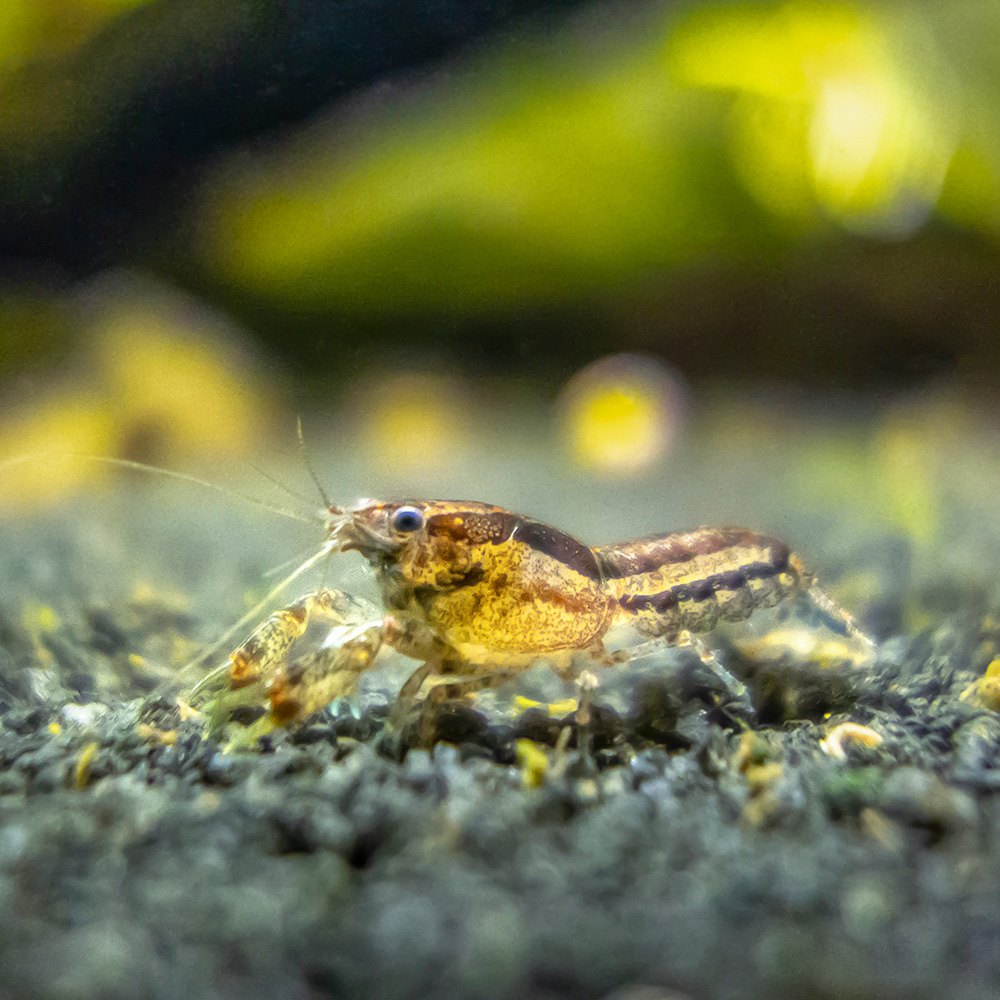 Swamp Dwarf Crayfish