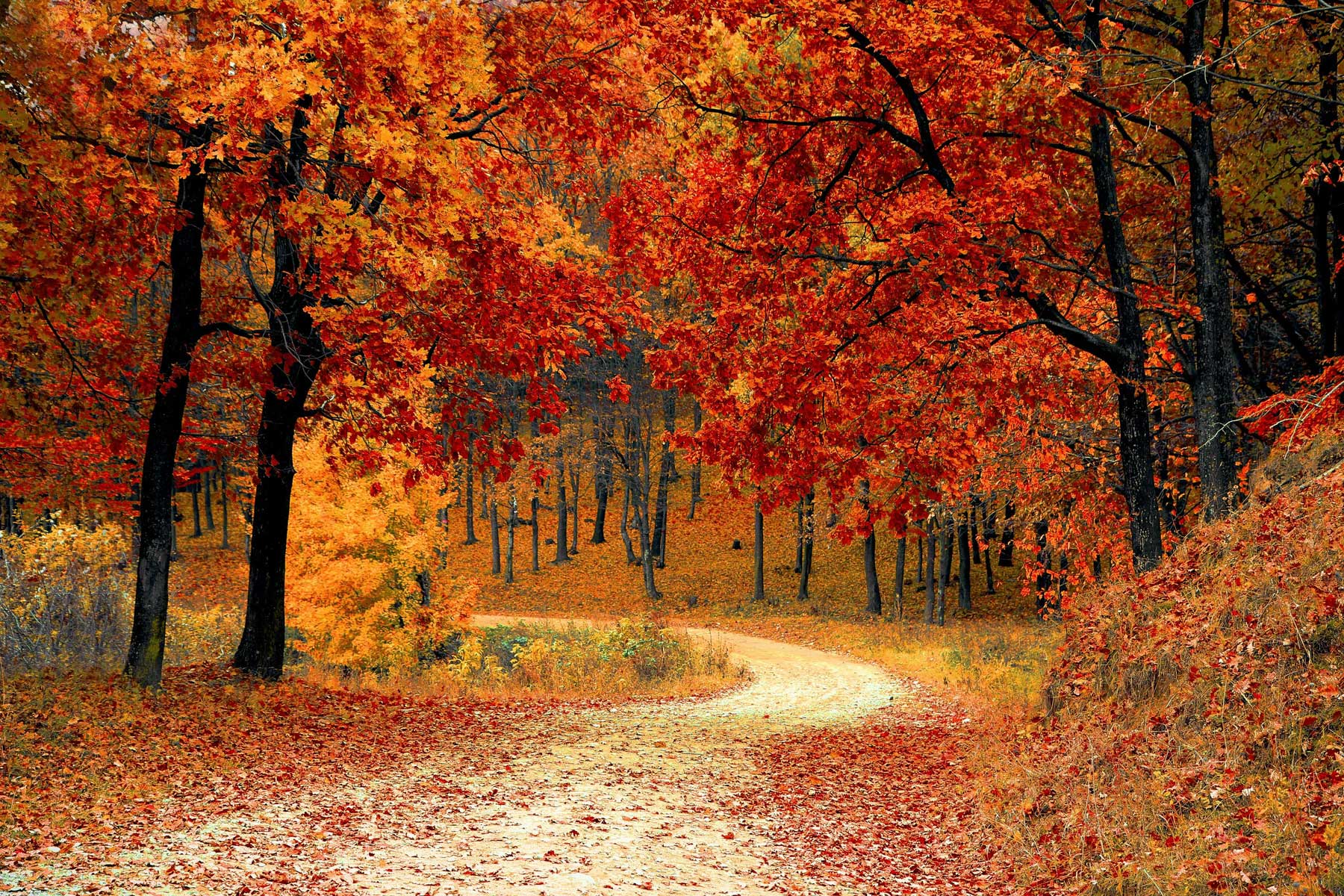 Cold Weather Brings Indoor Air Problems. Image courtesy Pexels:  https://www.pexels.com/photo/red-leaf-trees-near-the-road-33109/