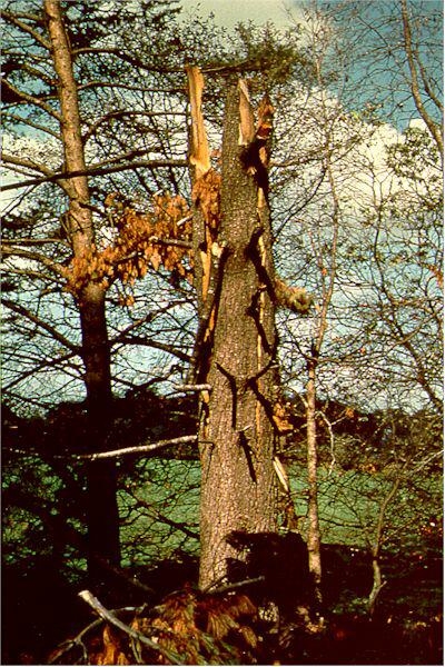Eine Freude für jeden Urmenschen: Ein brennender Baum