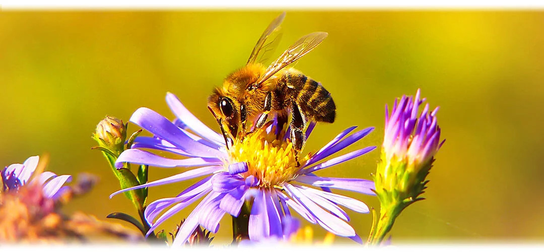 An image celebrating World Bee Day, featuring a close-up of a bee collecting nectar from a flower. The image highlights the importance of bees in pollination and ecosystem health.