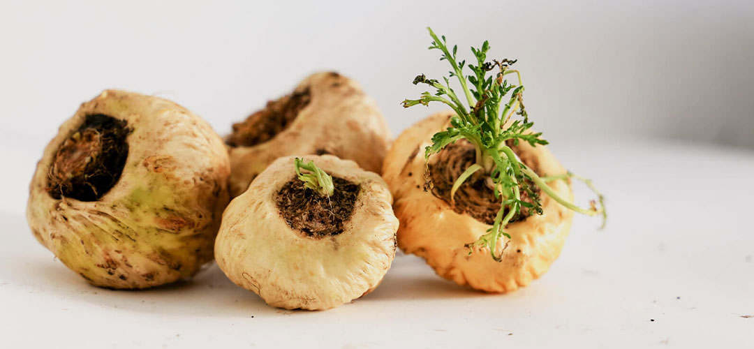Collection of maca roots on white surface