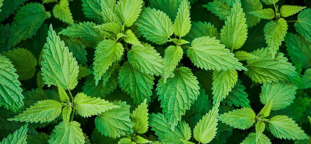 Group of nettle leaves