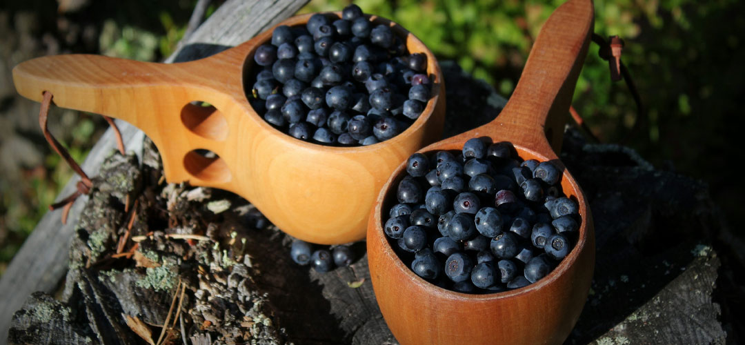 freshly picked Bilberry