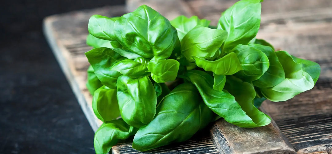 fresh basil on rustic table top