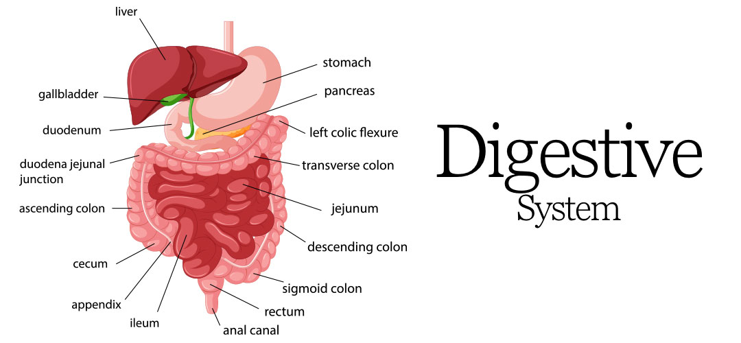 Digestive system diagram