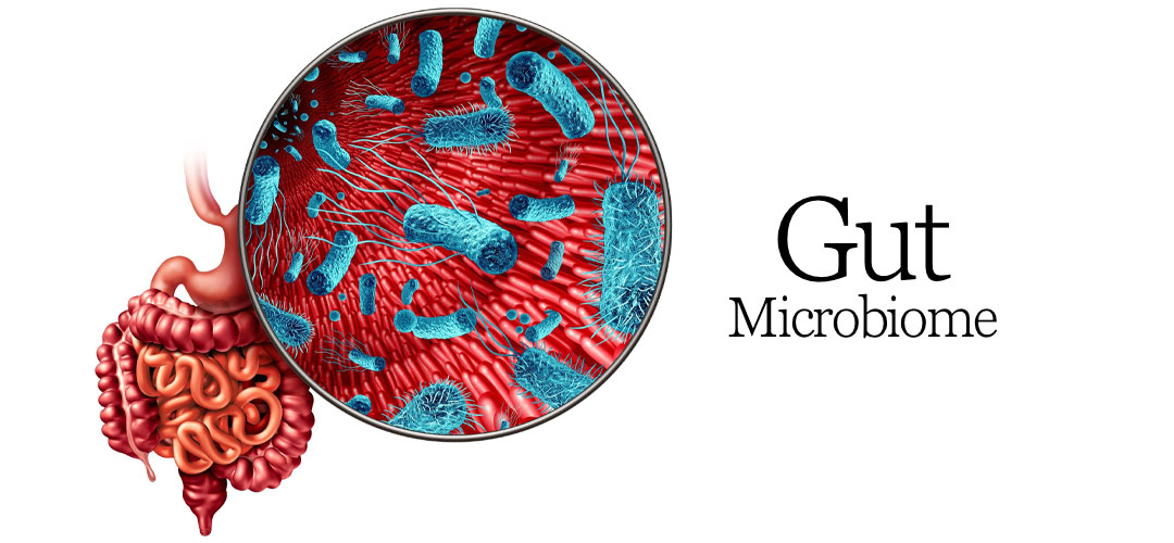 Gut Microgiome diagram