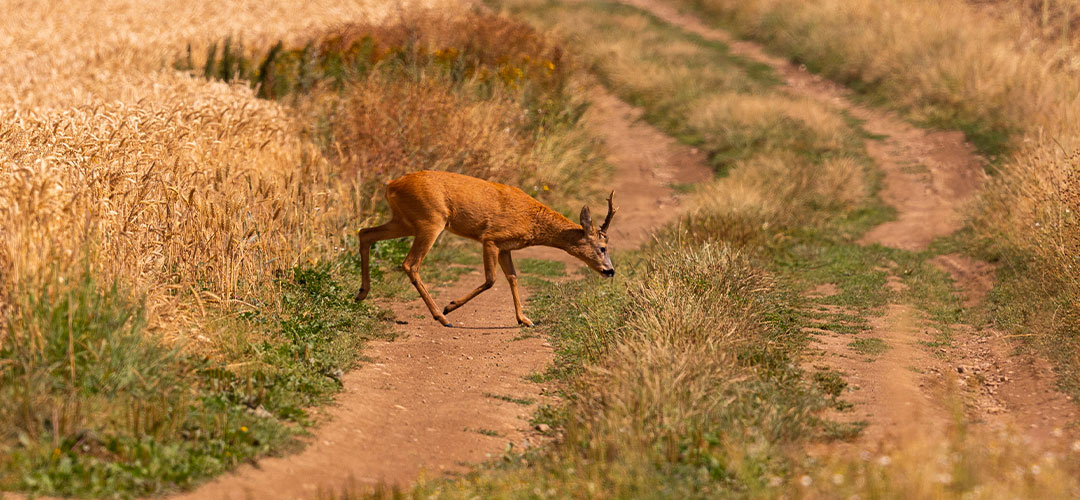 roe-deer-male-magical-green-grassland-european-wildlife-wild-animal-nature-habitat-deer-rut-czech-republic