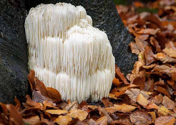lions mane mushroom growing on tree