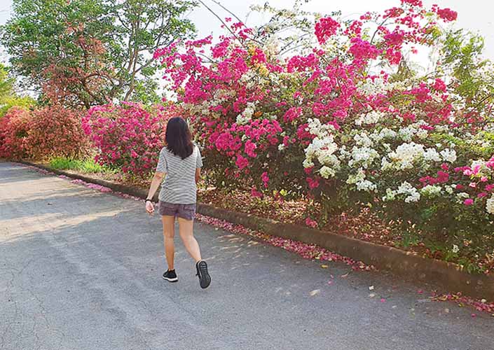 woman walking by azaleas