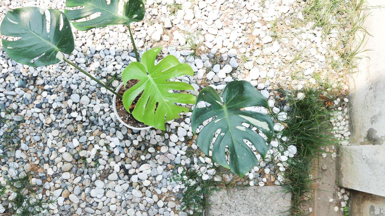 Thai constellation Monstera in white pot