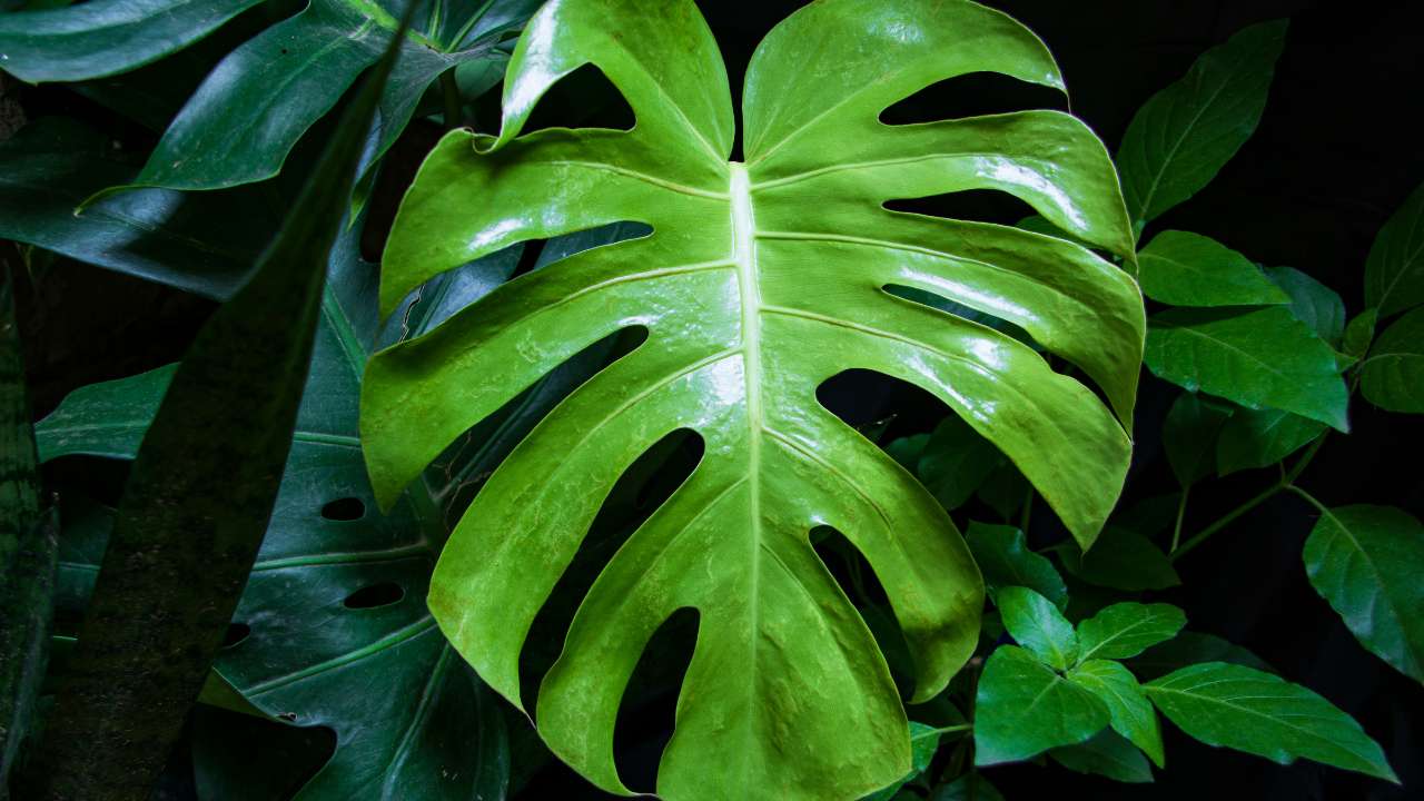 Knowledge About Monstera Deliciosa