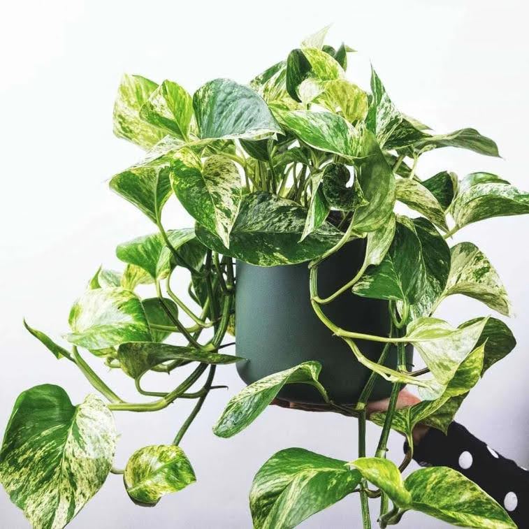 A girl’s hand with a black pot of Marble Queen Pothos on the top