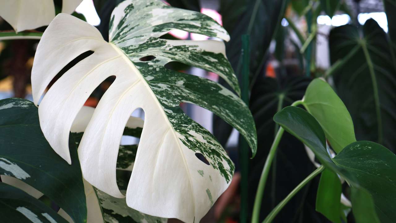 Common Problems of Monstera Plants