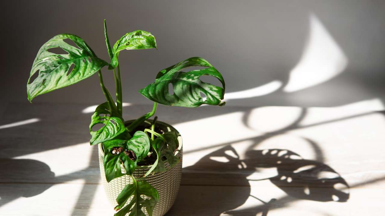 Caring for Monstera Plant