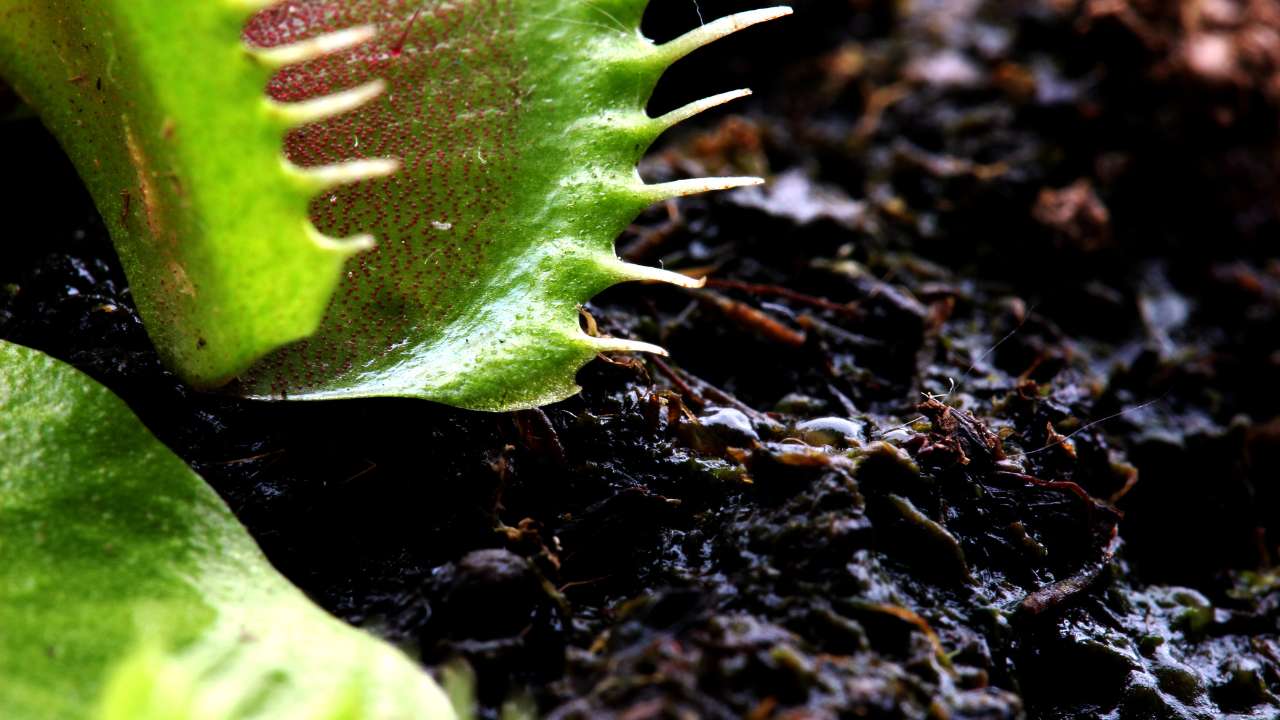 Soil and Water Requirements for Venus Fly Trap