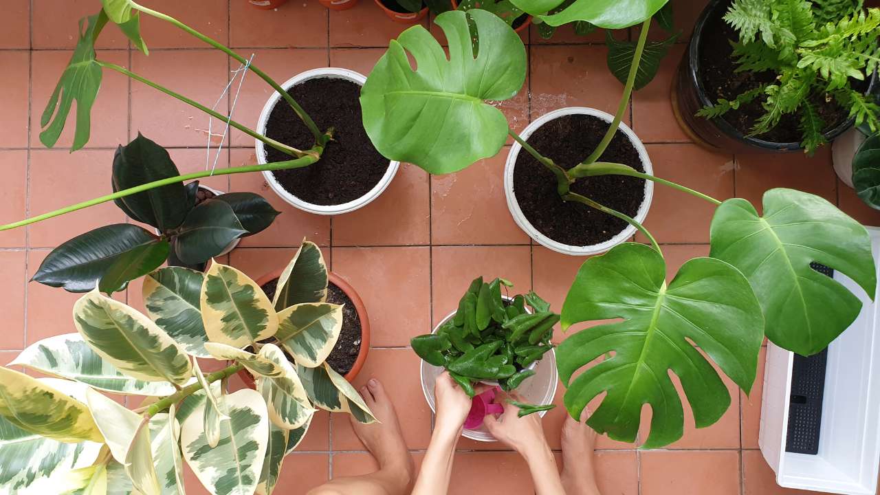 Monstera Plant Repotting