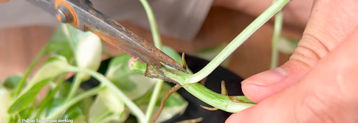 A man is removing the lower leaves to expose nodes