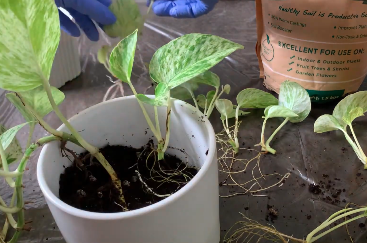 Planting Marble Queen Pothos in white pot - Propagation Technique