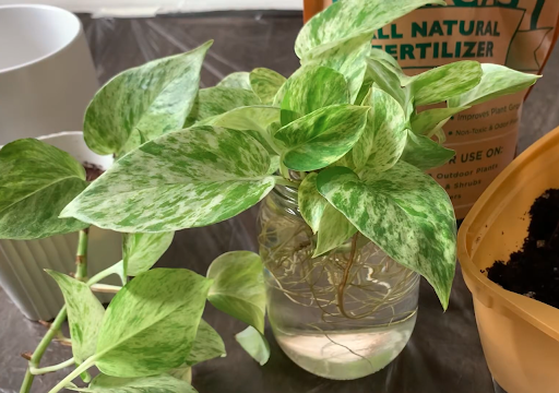 Propagation Technique for Marble Queen Pothos