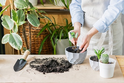 Choosing the Right Soil