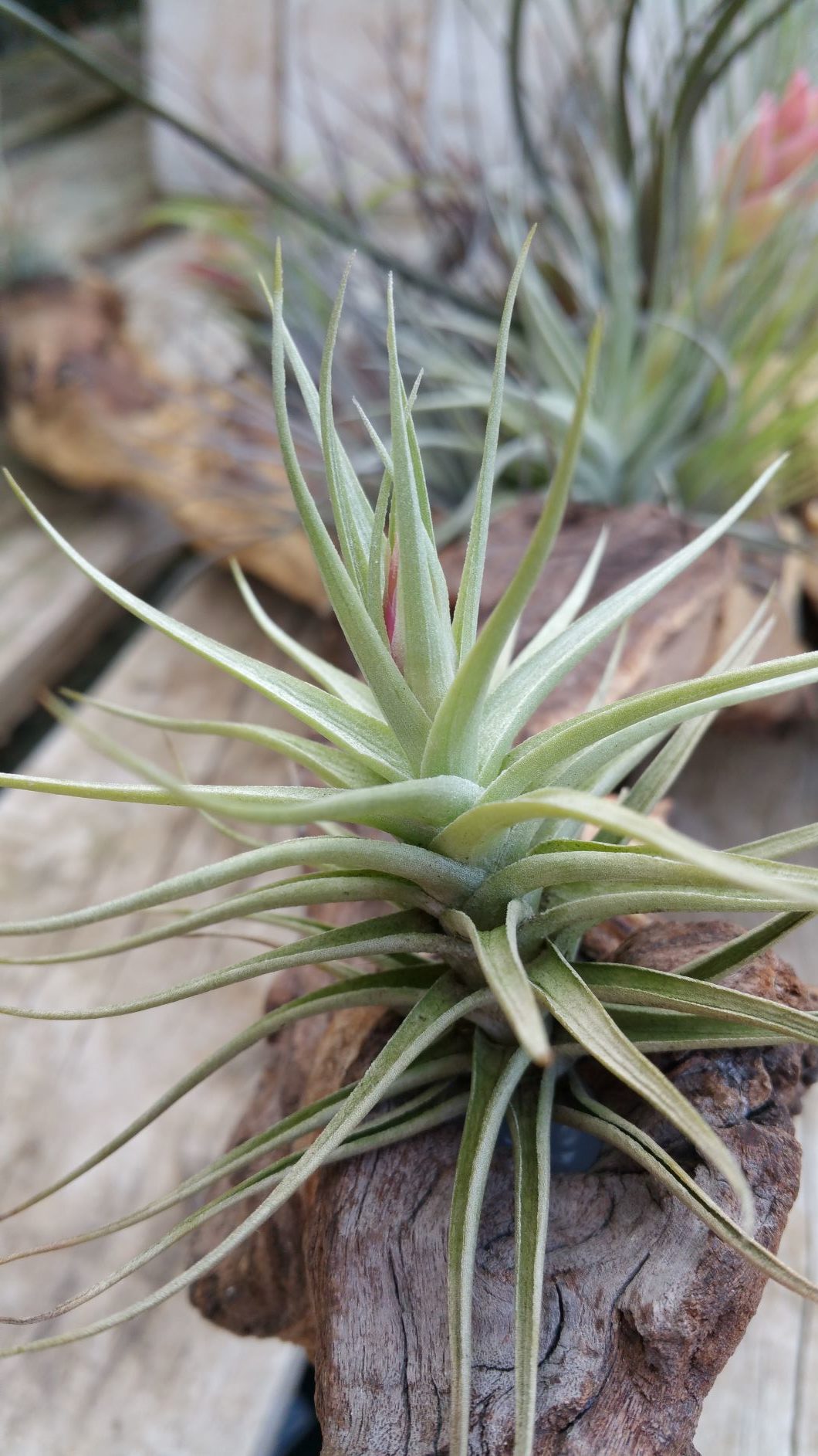 The Hardiest Tillandsia: Aeranthos in Toronto