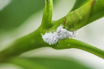 What are Mealybugs?