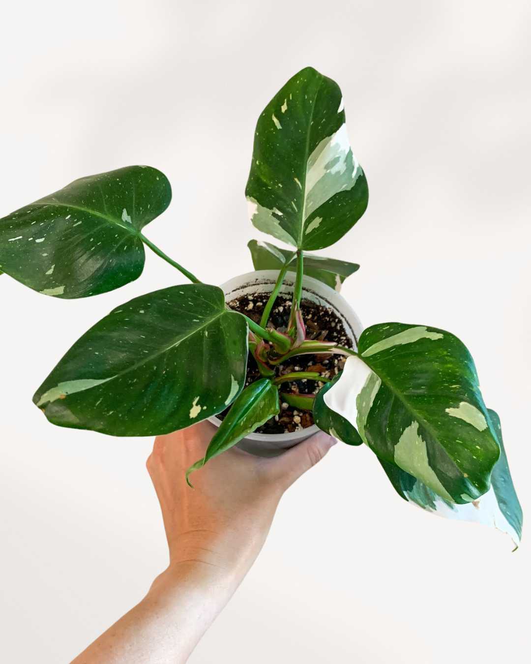 Philodendron White Princess