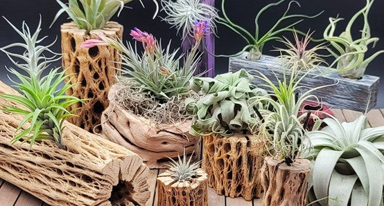 Choosing the Perfect Container for Air Plants in Toronto