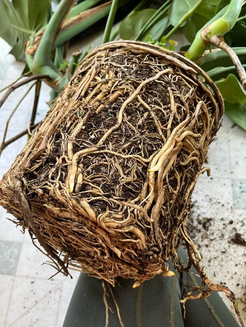 Plant Root Bound 