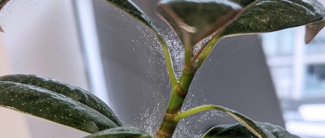 Spider Mites Treatment