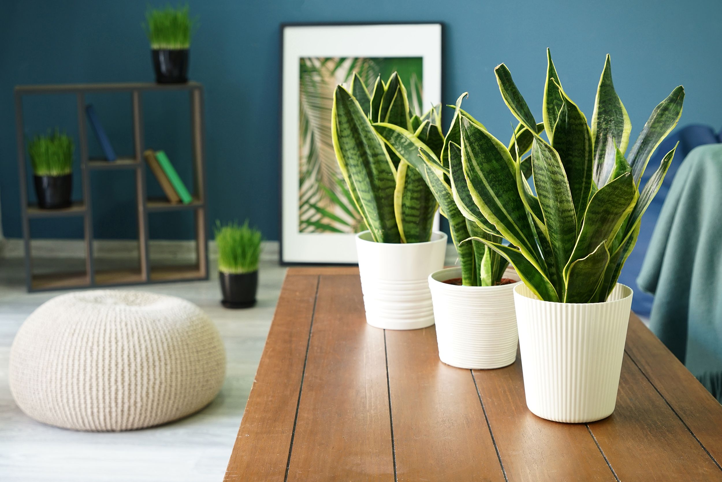 The Charm of House Plants in Toronto