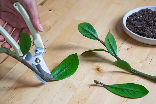 cutting a leafy stem on a wooden surface, with soil in a white container