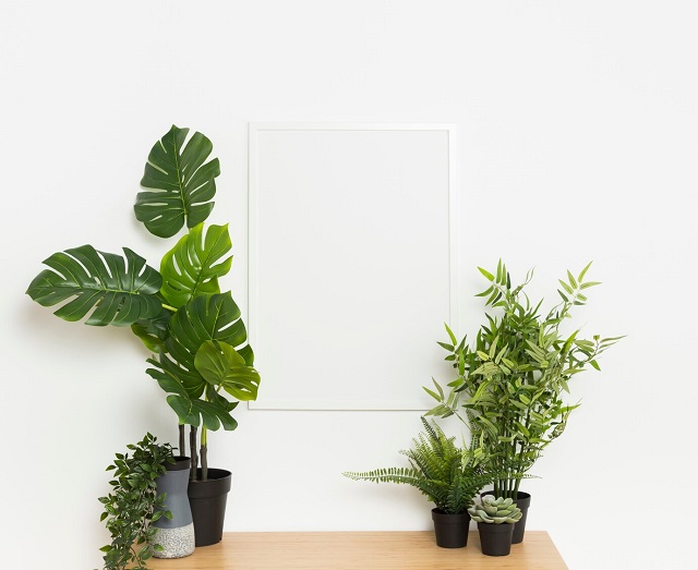 Best Indoor Plants to Improve Your Health