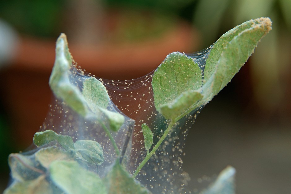 Battling Spider Mites: A Beginner's Guide to Protecting Your Plants