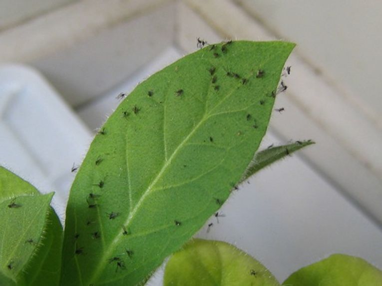 What are Fungus Gnats?