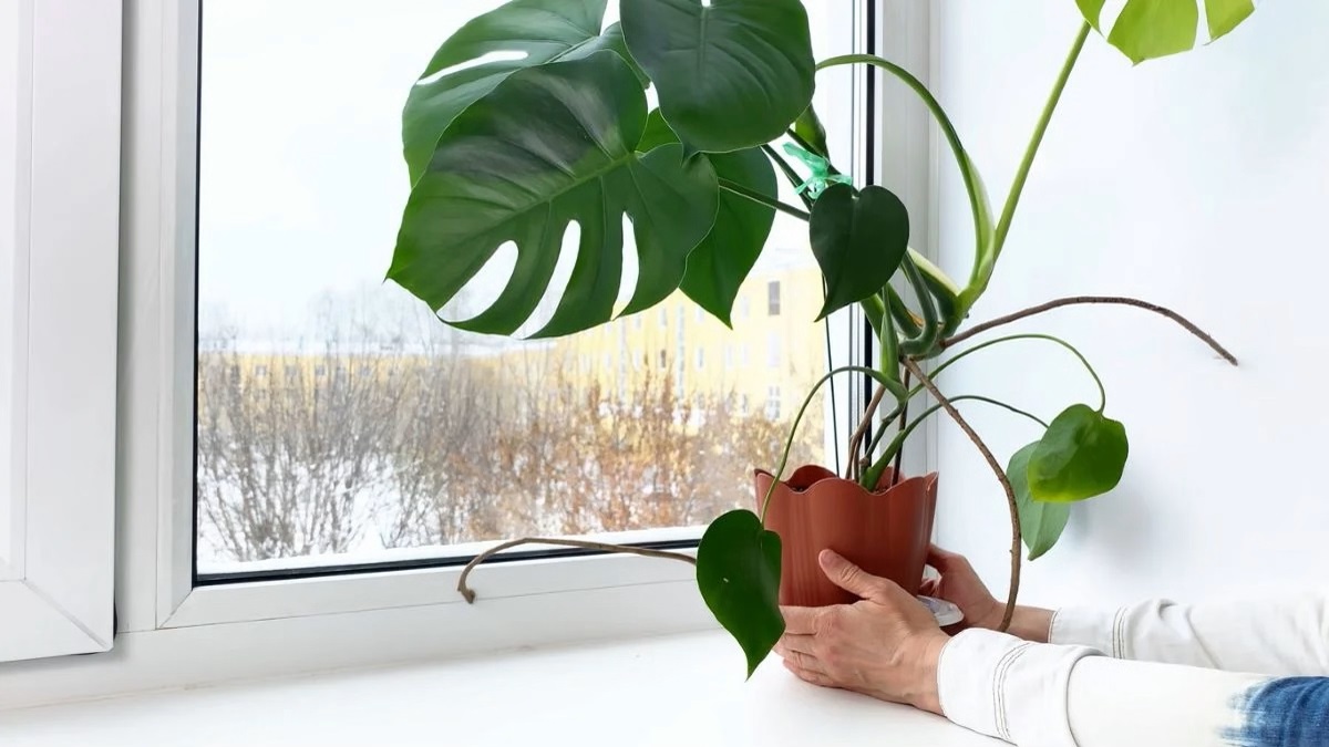 How to Care for Your Plants in the Winter